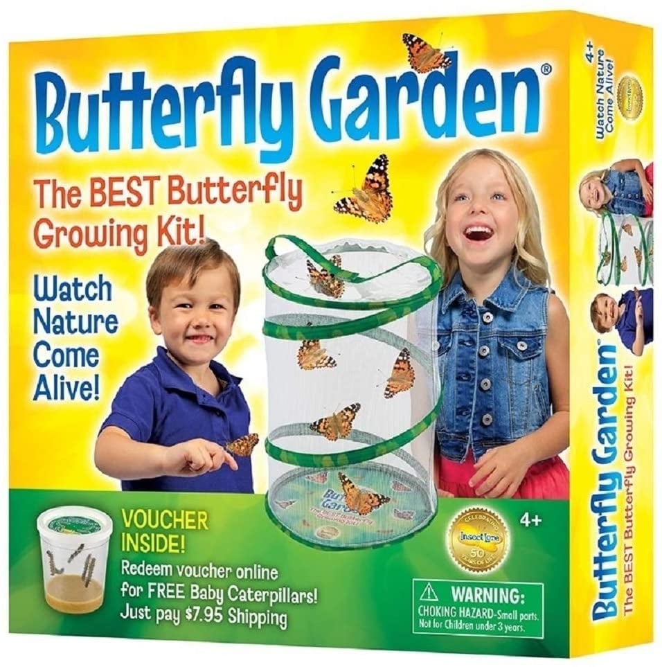 Insect Lore Butterfly Growing Kit Bestselling Toys, Games, and Crafts