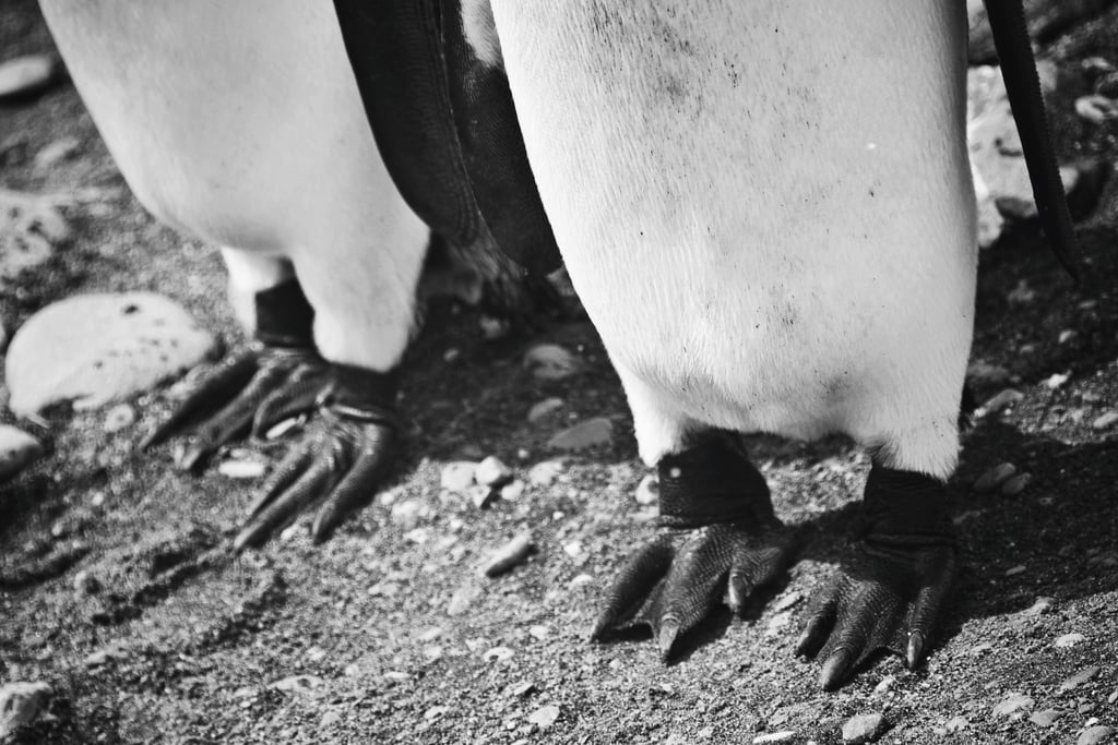 Antarctica King Penguins