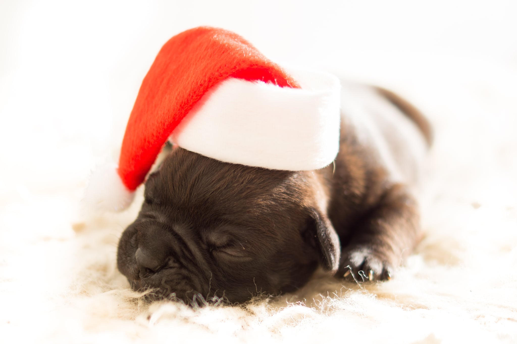 Cute Pictures Of Christmas Puppies Popsugar Family