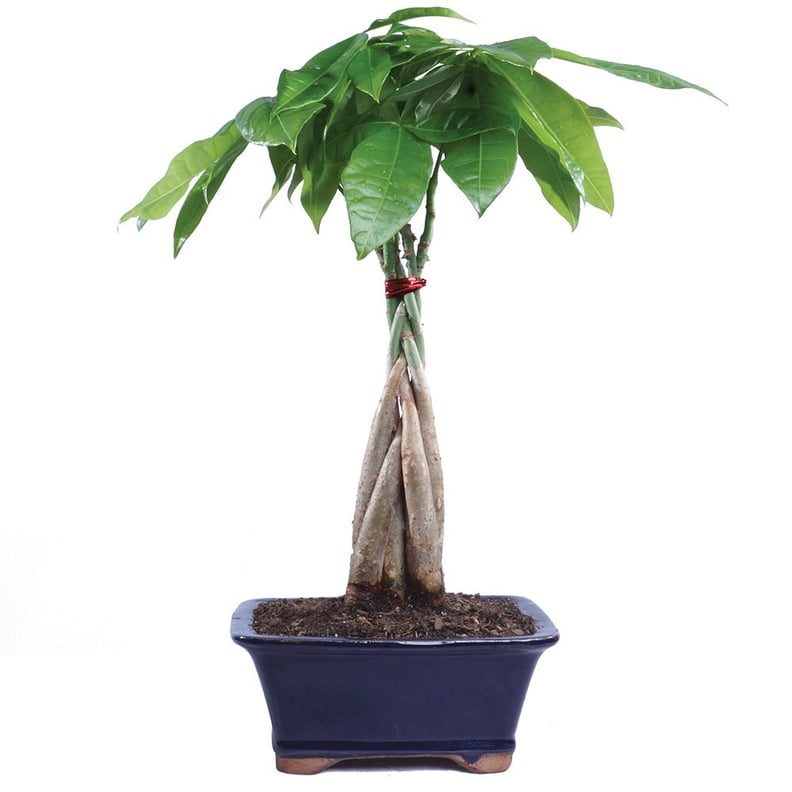 A Bonsai Plant: Money Tree Plant