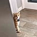 TikTok Video of a Cat Meowing "Well Hi" in a Southern Accent