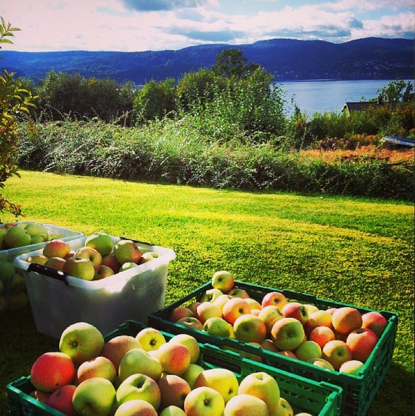 Barrels of Apples