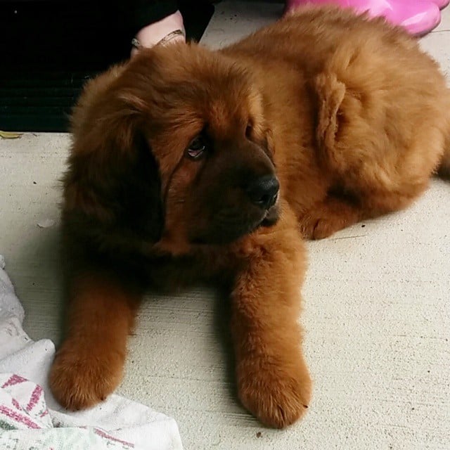 Most expensive dog puppies cheap