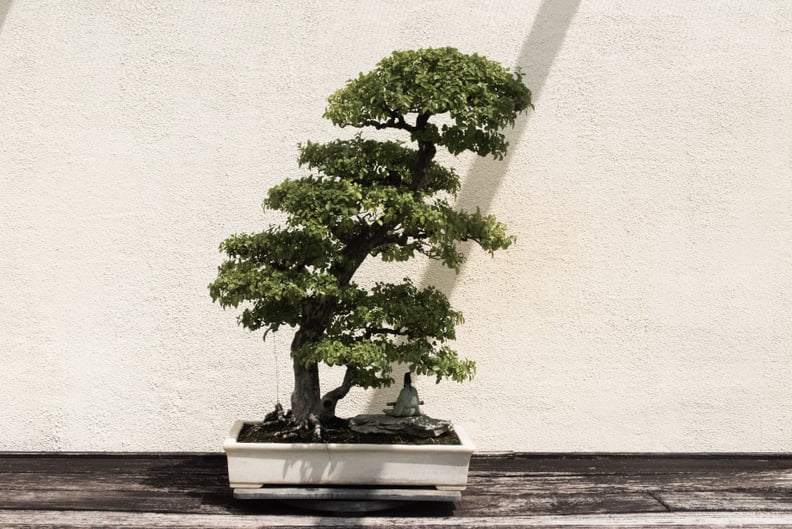 Best Feng Shui Houseplant For Capricorn: Bonsai Tree