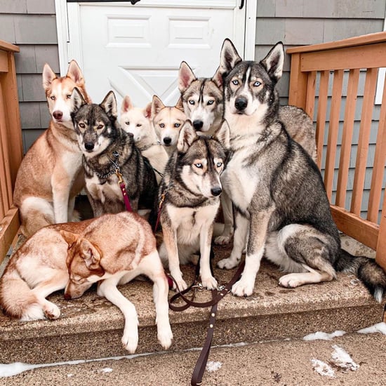 Cute Instagrams and TikToks From the Husky Eight Pack