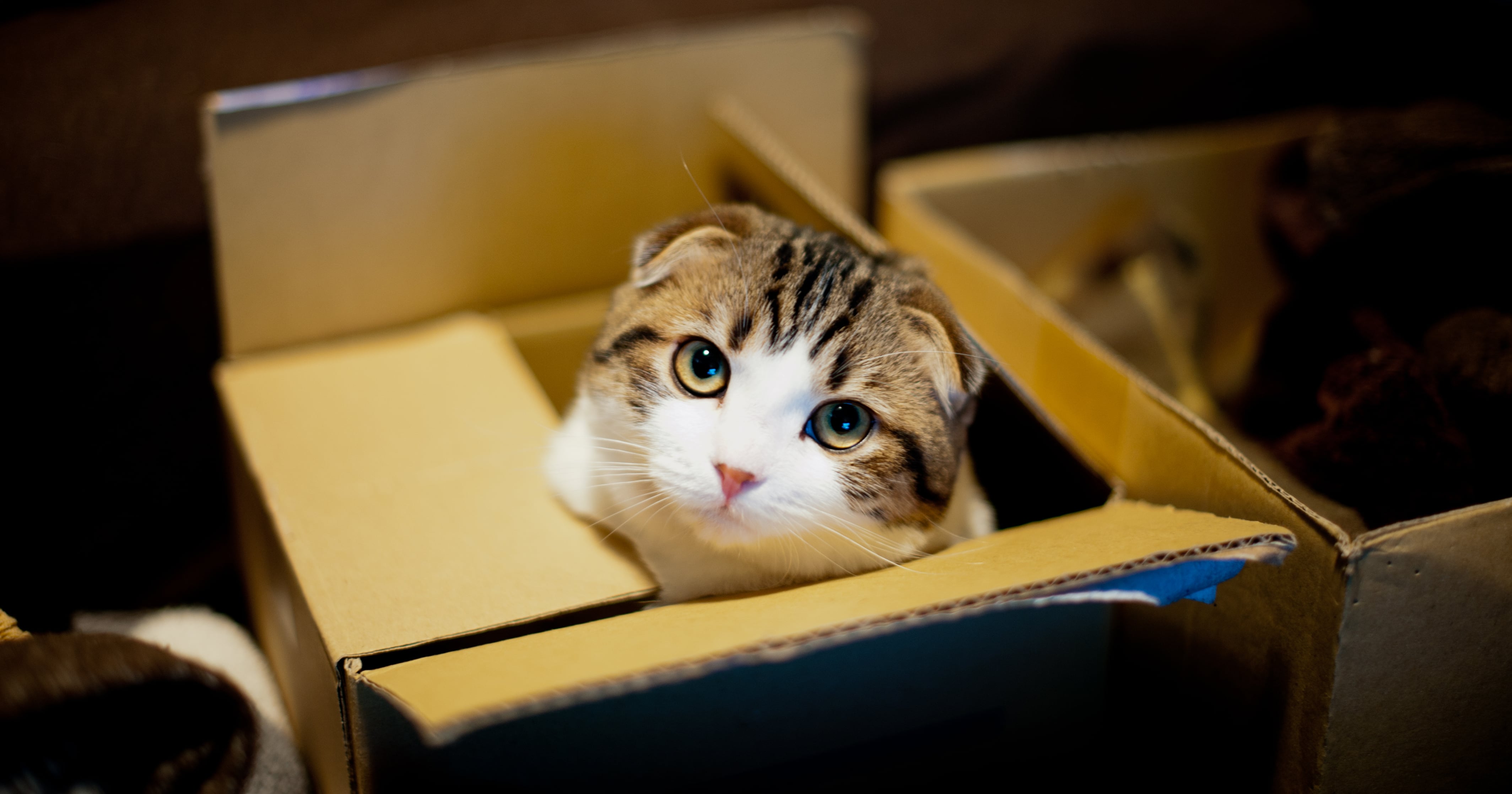 Why Do Cats Love Boxes? POPSUGAR Pets