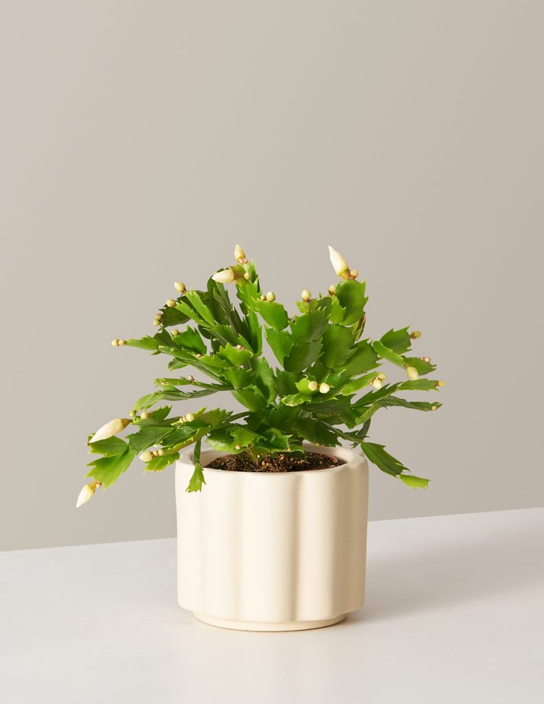 The Sill Holiday Cactus