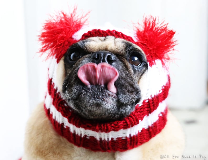 Candy Cane Dog Hat