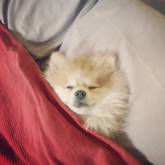 Cute Pets Sleeping | Pictures