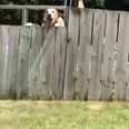 This Video of a Toddler Playing Fetch With His Neighbor's Dog Over a Fence Is Just Too Pure