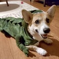 If You've Never Seen a Corgisaurus Before, You're in For a Halloween Treat
