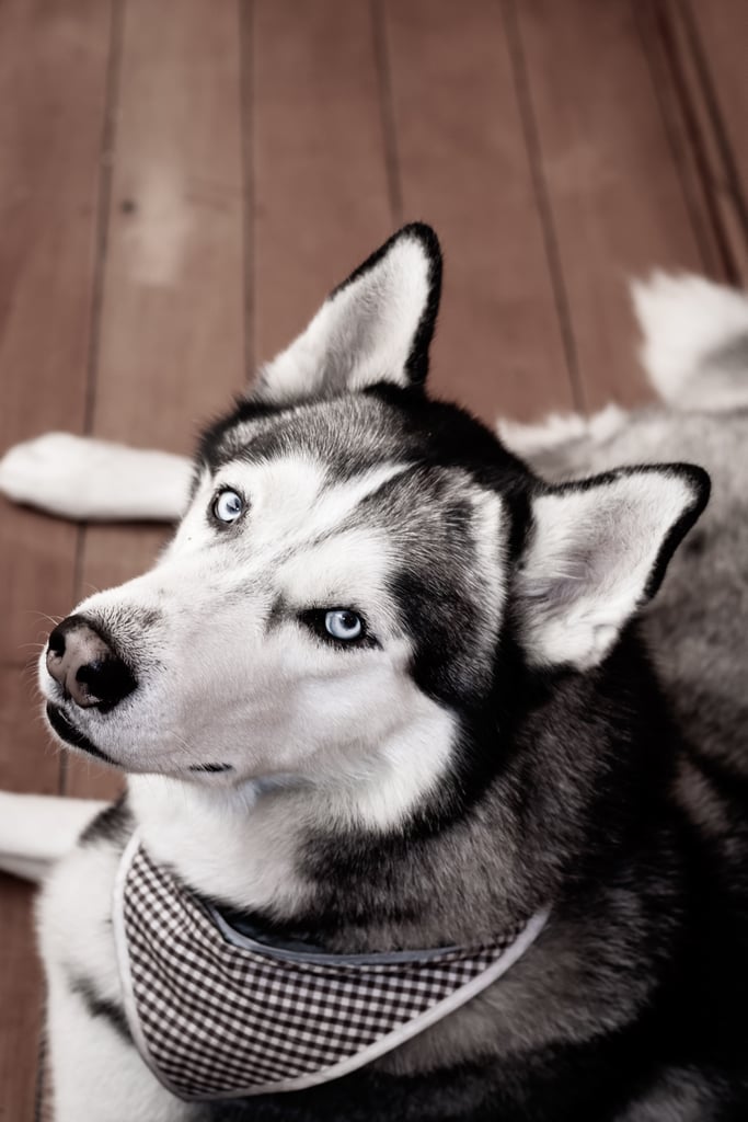 Cute Pictures of Huskies