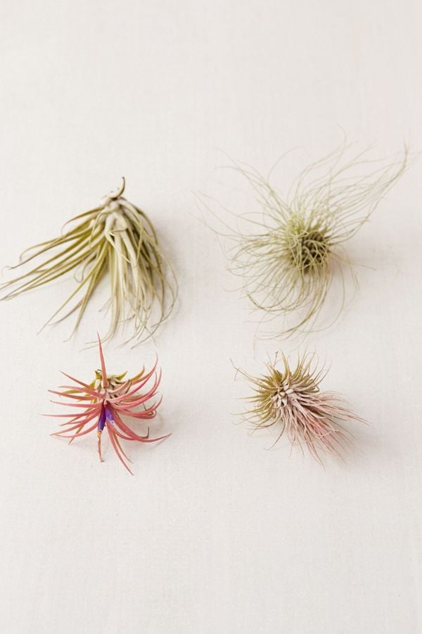 Small Live Assorted Air Plants
