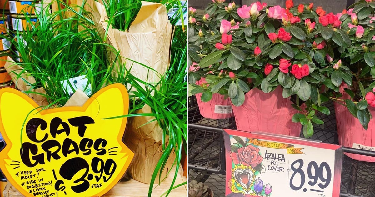 Trader Joe's Plants That Are Affordable and on Trend POPSUGAR Home