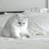 Sitting and sleeping is an art | Funny Cat GIFs | POPSUGAR Tech Photo 36