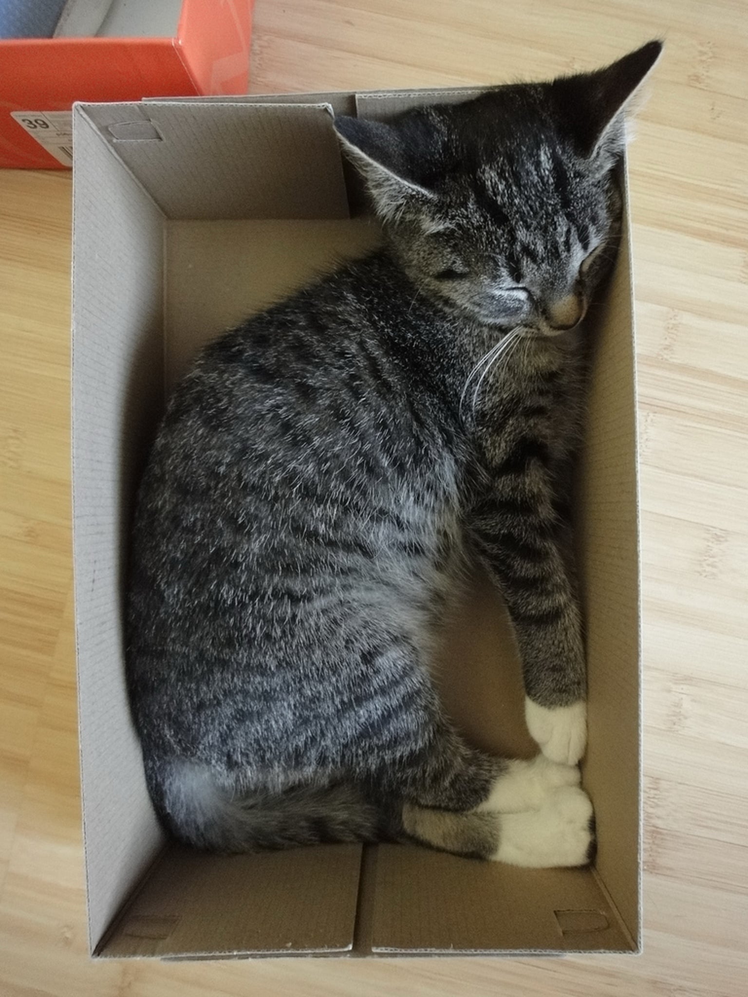 Cats in Cardboard Boxes POPSUGAR Pets