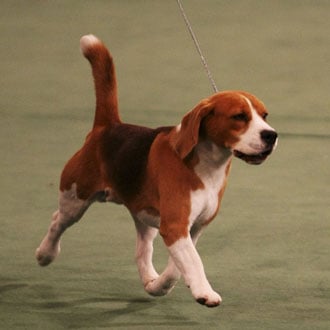 Westminster Dog Show Best in Show Recent Winners Pictures
