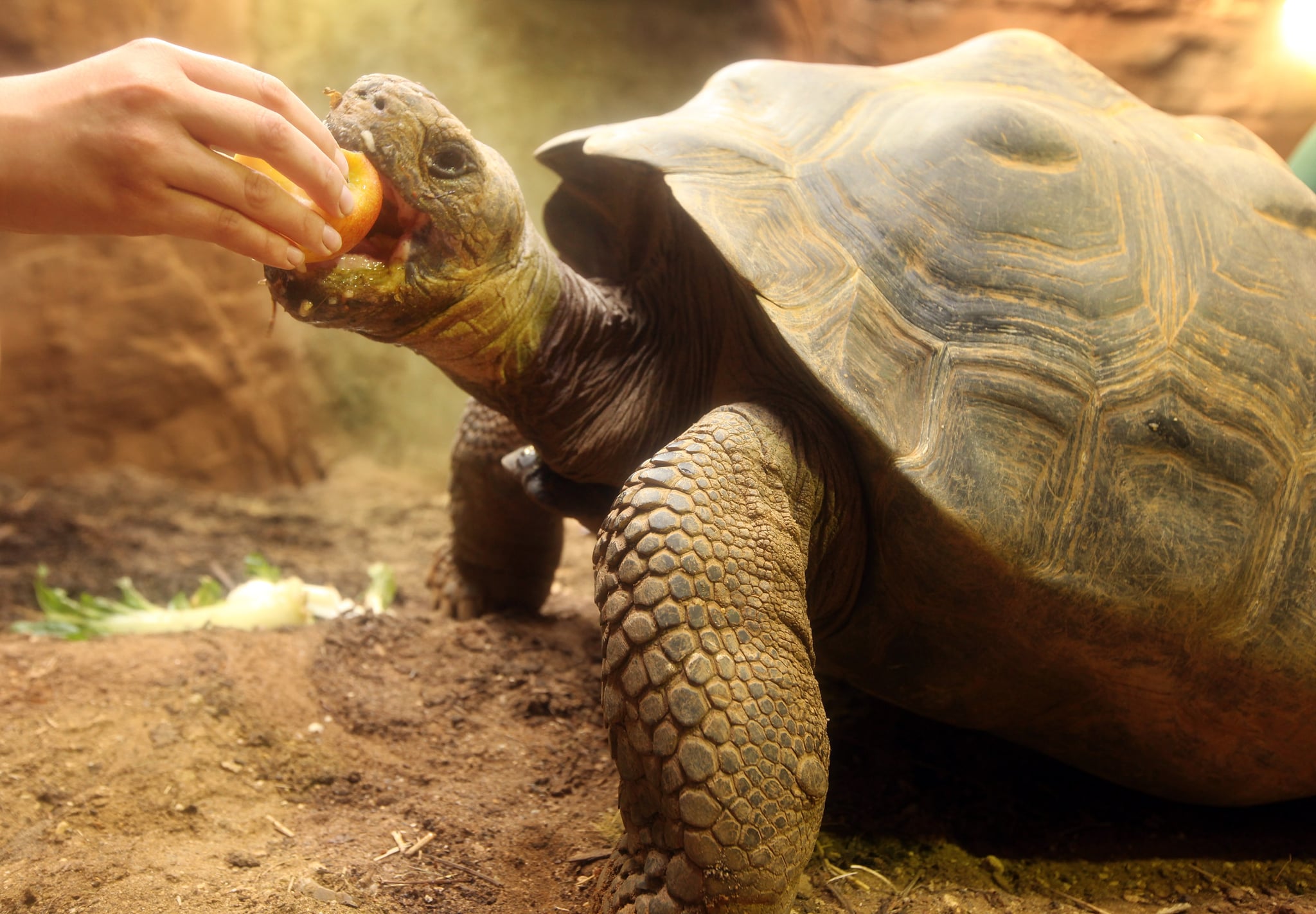 Check Out The Galapagos Turtles At the New 'Giant of the ...