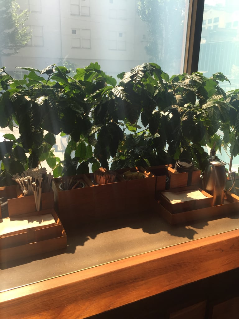The Coffee Plants