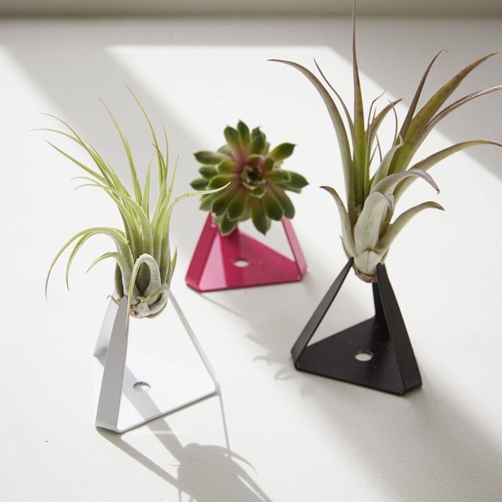 West Elm The Sill Planter + Air Plant