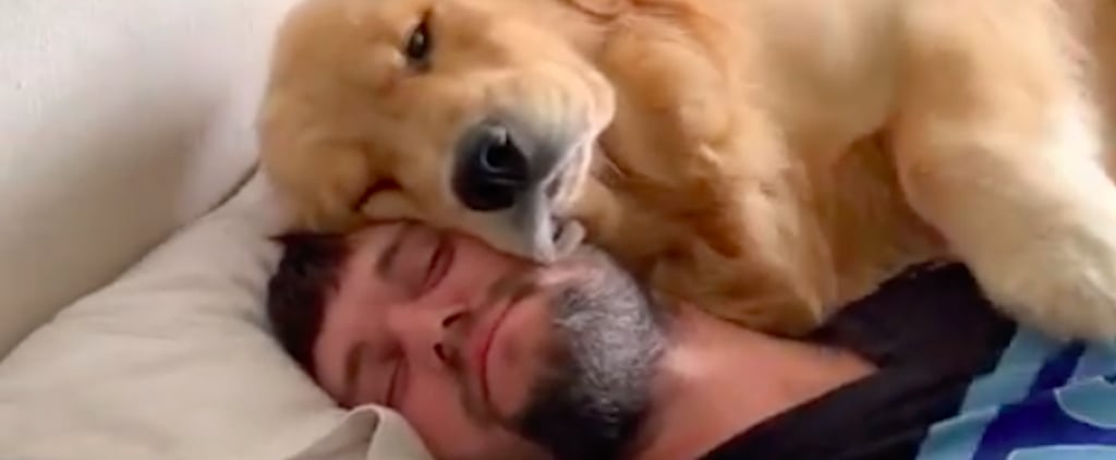 Man Gets Woken Up by Golden Retreiver