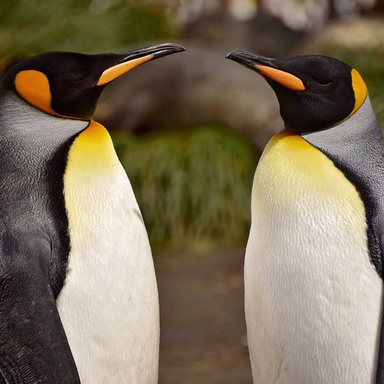 Antarctica King Penguins