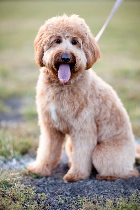 11 Facts About the Goldendoodle