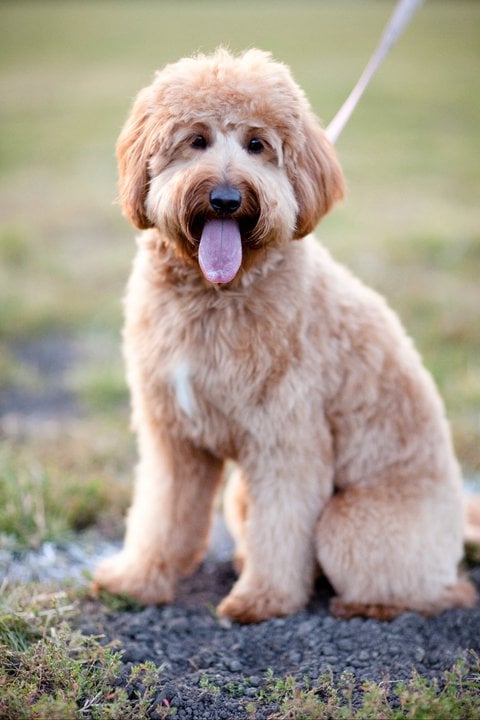 Goldendoodle Dog Breed Information