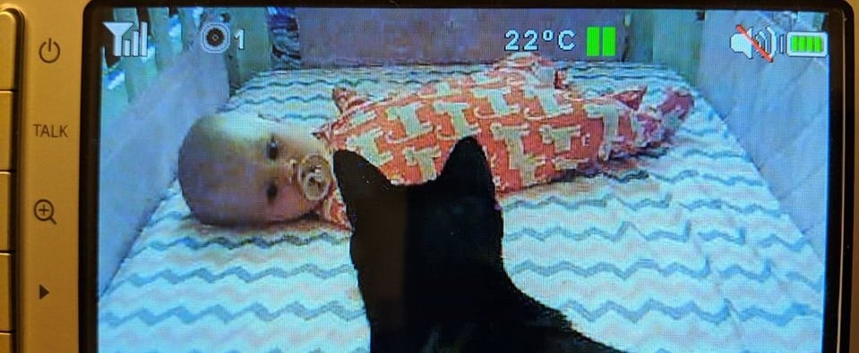 Cats Befriend Newborn Baby