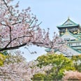 Just 34 Stunning Photos of Cherry Blossoms That'll Make You Bloom With Happiness