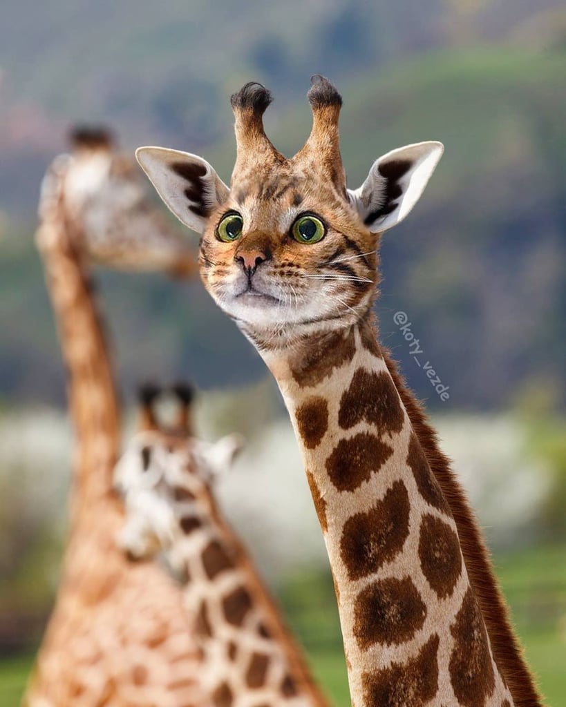 Giraffe With a Cat's Face | Funny Artist's Photos of Cats as Other Animals  | POPSUGAR Pets Photo 12