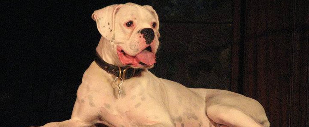 Dying Dog's Letter to His Human