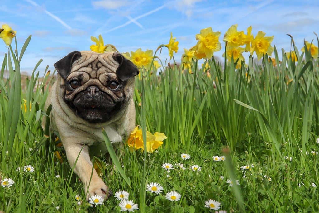 Cute Pictures of Pugs