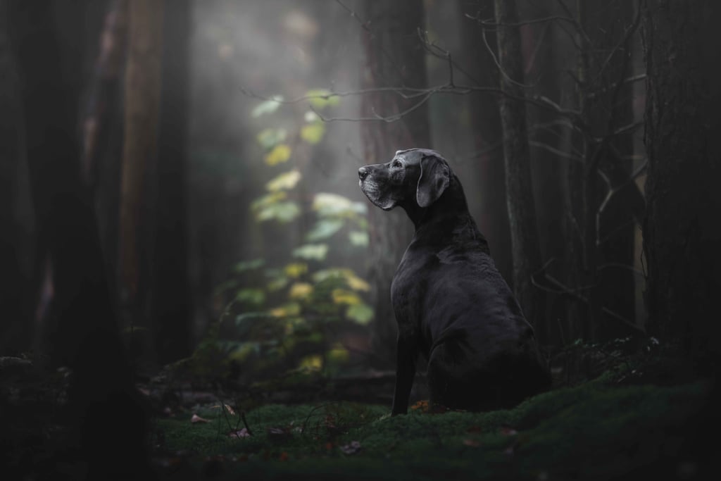 These Stunning Photos of Dogs Prove That Pups Are Humans' Best Friend