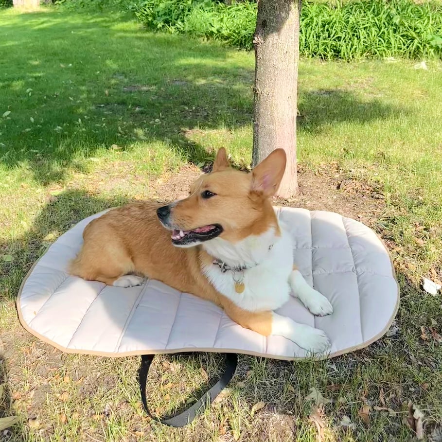 I Found the Chicest Travel Dog Bed For $33 on Amazon