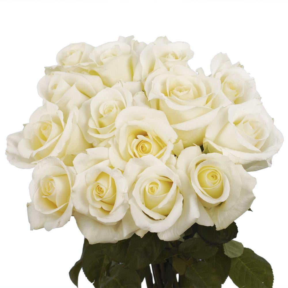 Globalrose White Roses
