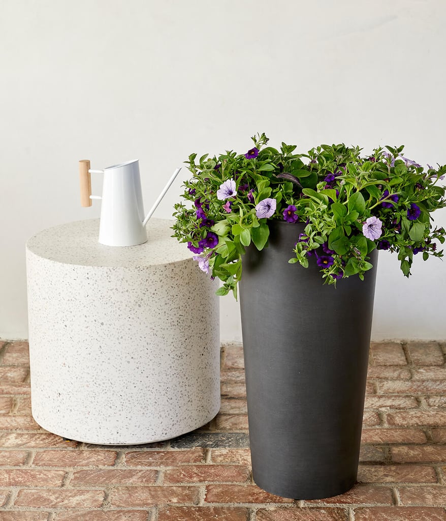 Purple Petunia, Persian Shield, and Calibrachoa Combination Kit