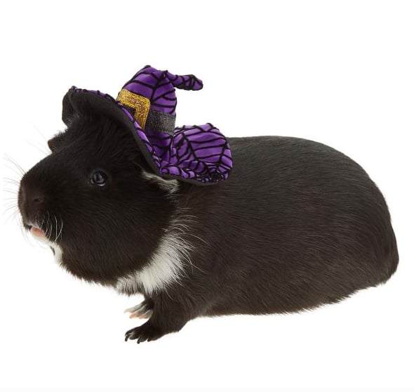 Thrills & Chills Small Pet Costume — Witch