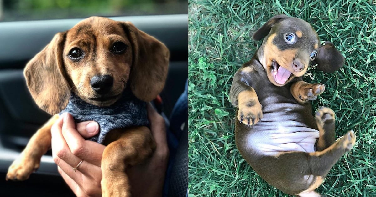 Dachshund Puppies: Cute Pictures and Facts