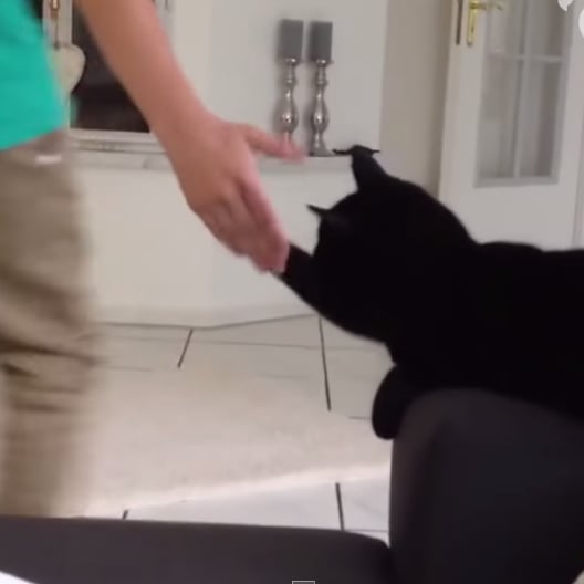 Bro Cats High-Five