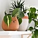 29 Funny Names For Plants
