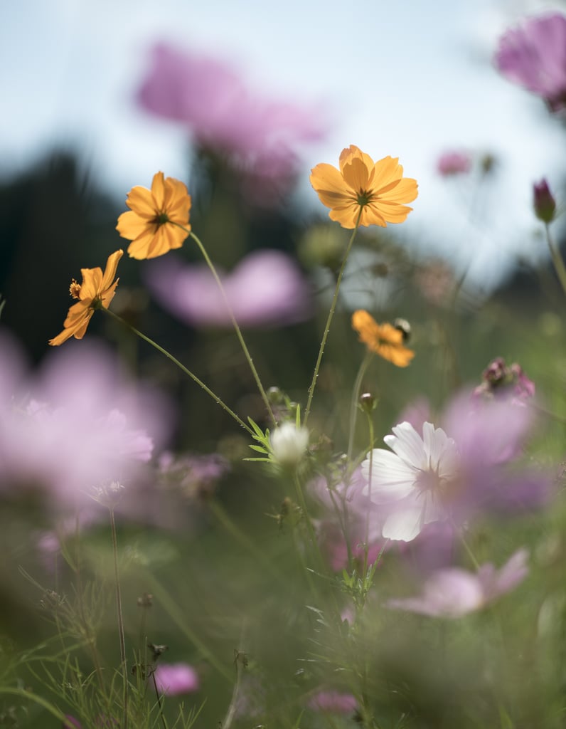 Best Places to See Spring Flowers