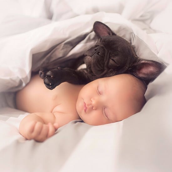 Baby and French Bulldog Pictures