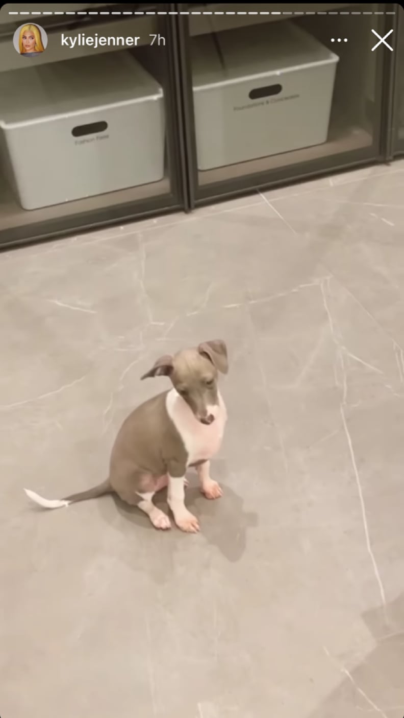 Kylie Jenner Adopted a New Dog Named Kevin | POPSUGAR Pets