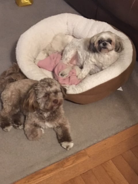 The Dog That Looks Like a Person