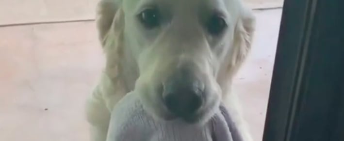 Watch This Adorable Golden Retriever Carrying a Towel Because He Knows He's Not Allowed in With Wet Feet