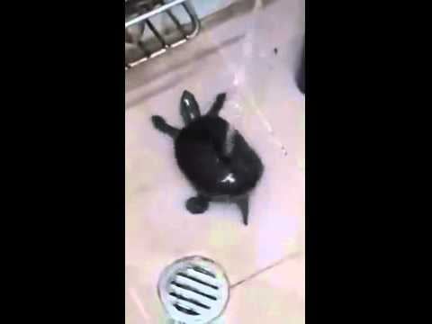 Twerking Turtle