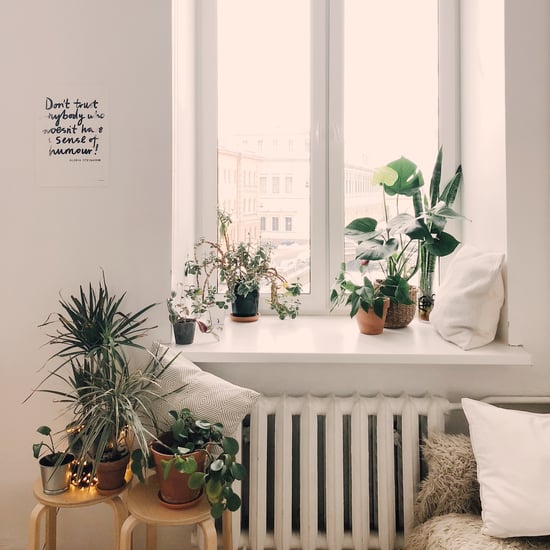 Best Houseplants For Allergy Sufferers
