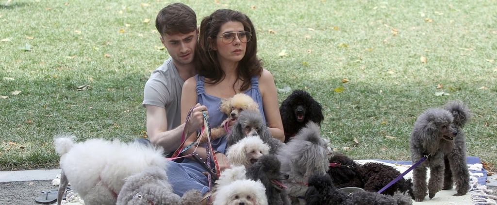Daniel Radcliffe With Dogs on the Set of Trainwreck