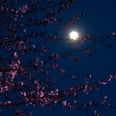 April's Pink Moon Will Offer the Zodiac Signs a Chance to Start Fresh